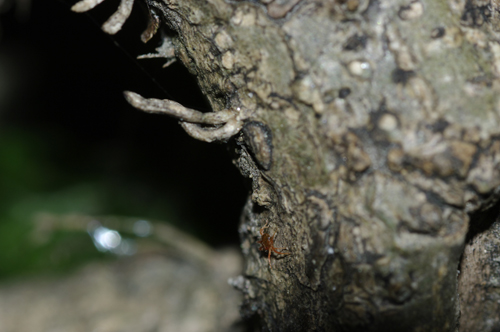 Anystidae